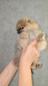 Цуценята шпіца