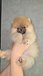 Цуценята шпіца