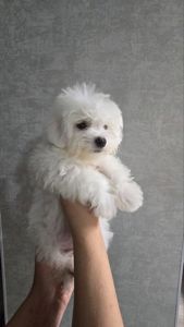 Цуценята мальтійської болонки