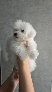 Цуценята мальтійської болонки