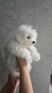 Цуценята мальтійської болонки