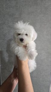 Цуценята мальтезе