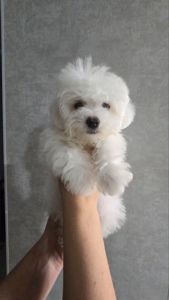 Цуценята мальтезе