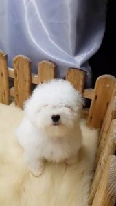 Хлопчик мальтез