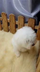 Хлопчик мальтез