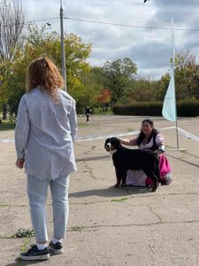 Дівчинка бернського зенненхунда