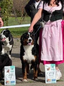 Дівчинка бернського зенненхунда