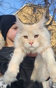 XXL размер мальчик мейн кун