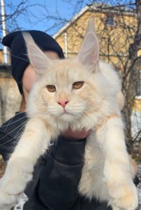 XXL размер мальчик мейн кун