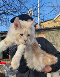 XXL размер мальчик мейн кун