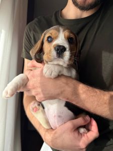 Продаж щенят Біглів