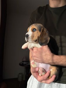 Продаж щенят Біглів