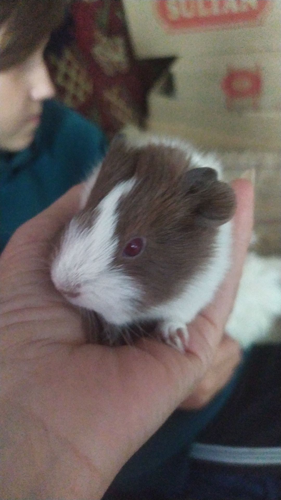 Морські свинки Розетки