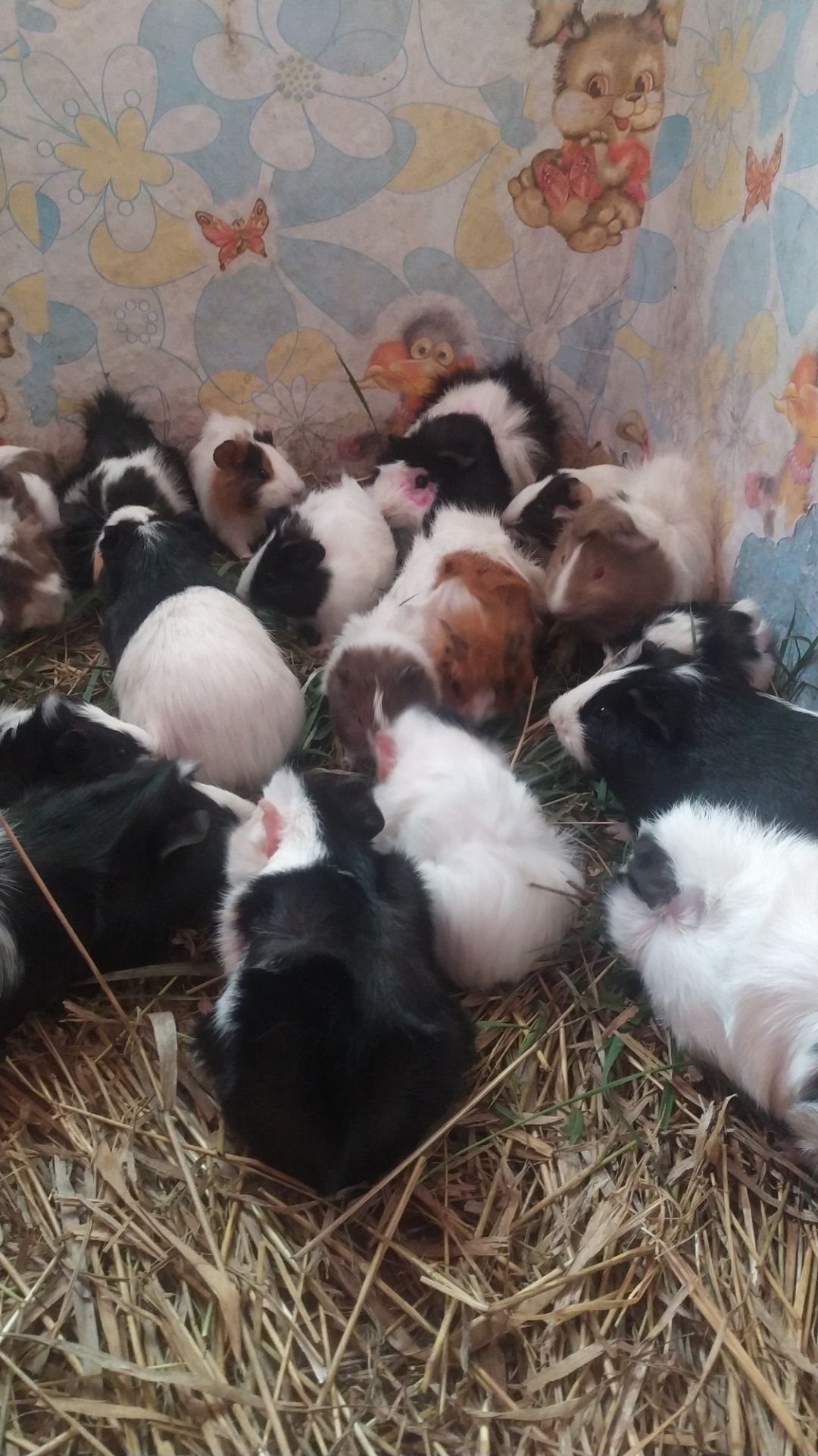 Морські свинки Розетки