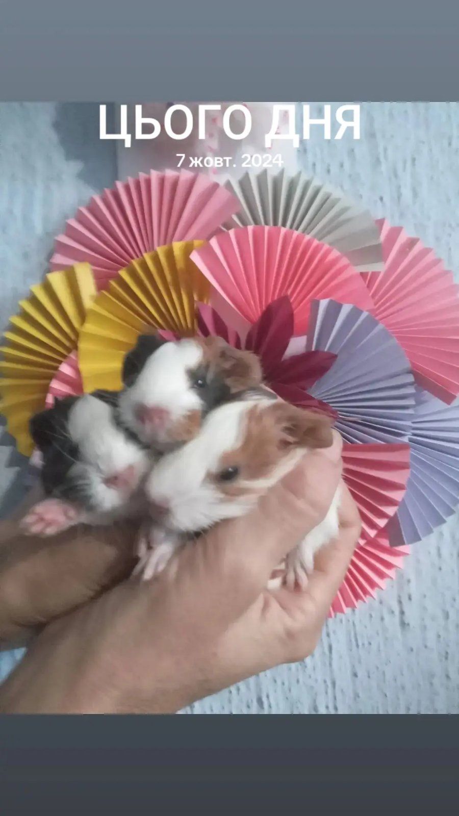 Морські свинки Розетки