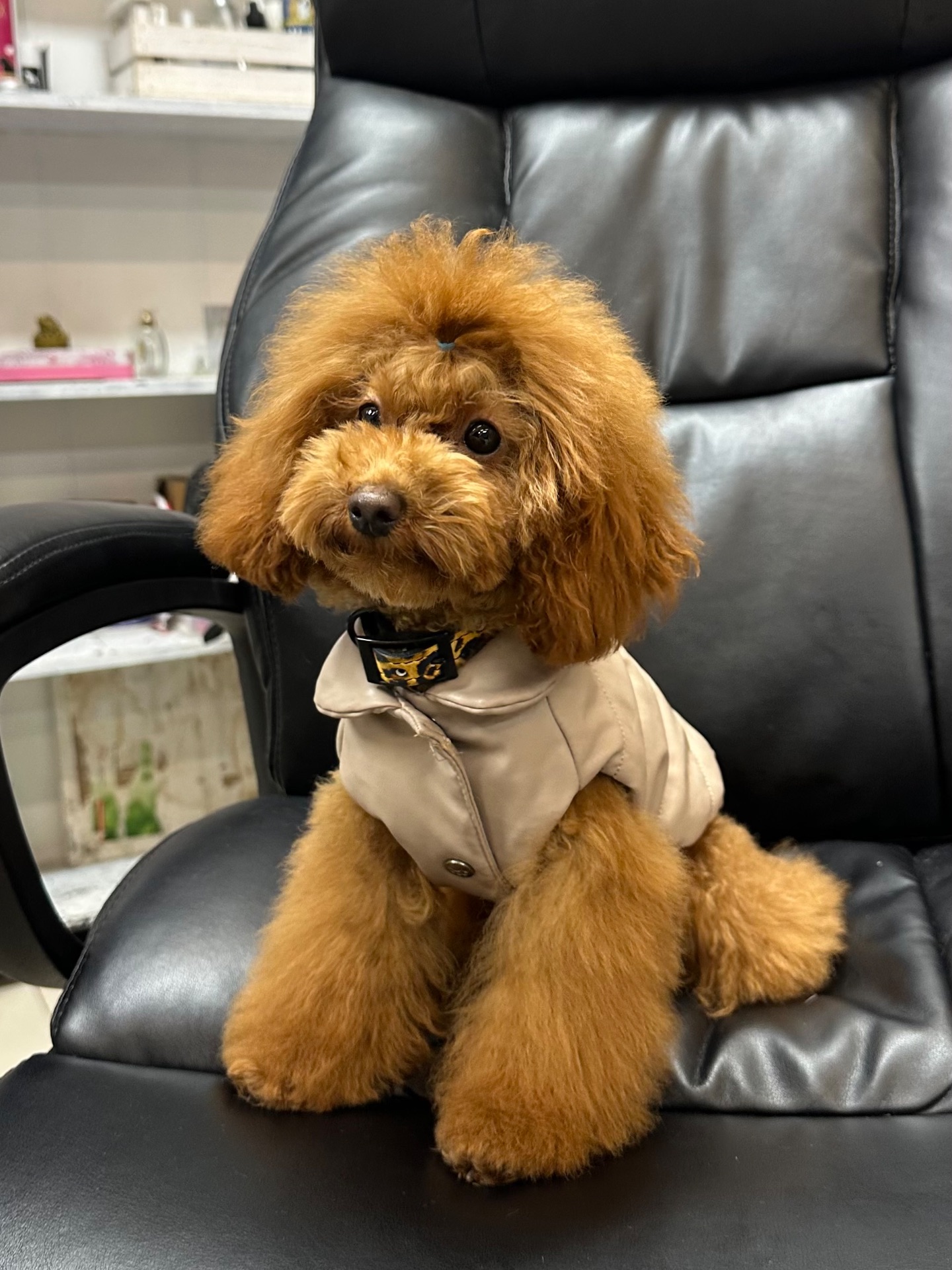 Мила дівчинка той пудель готова до переїзду в нову родину