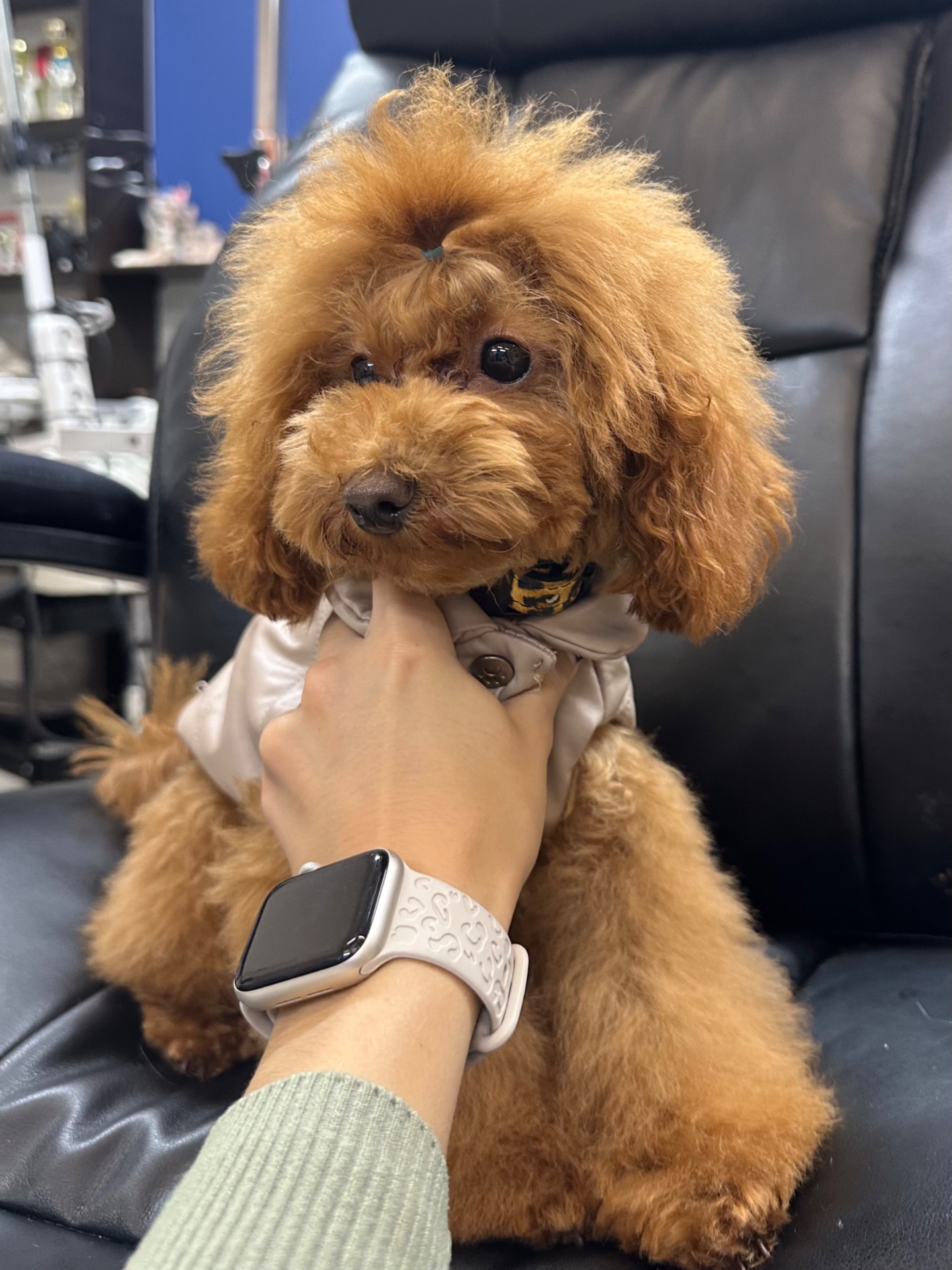 Мила дівчинка той пудель готова до переїзду в нову родину