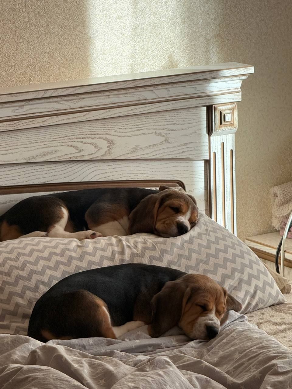 Продаж щенят Біглів