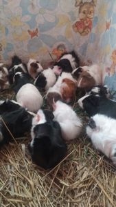 Морські свинки Розетки