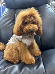 Мила дівчинка той пудель готова до переїзду в нову родину