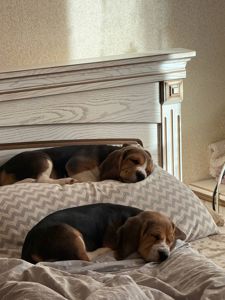 Продаж щенят Біглів