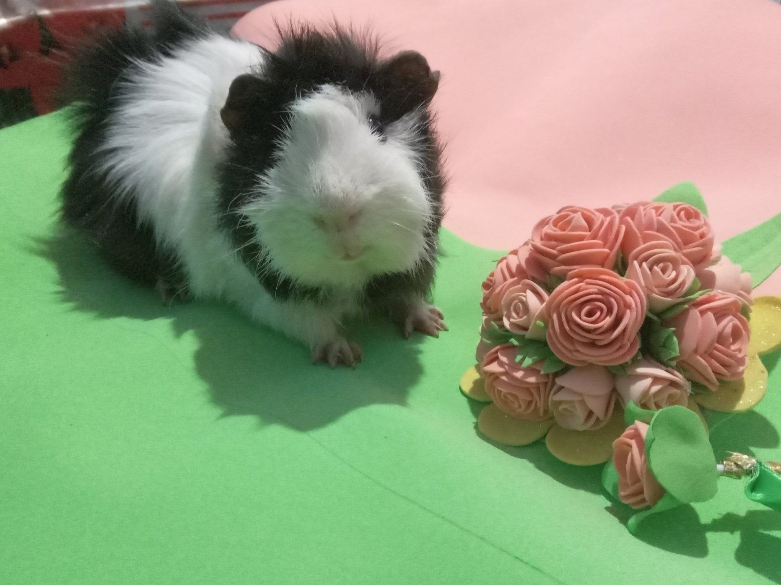 Морські свинки Розетки