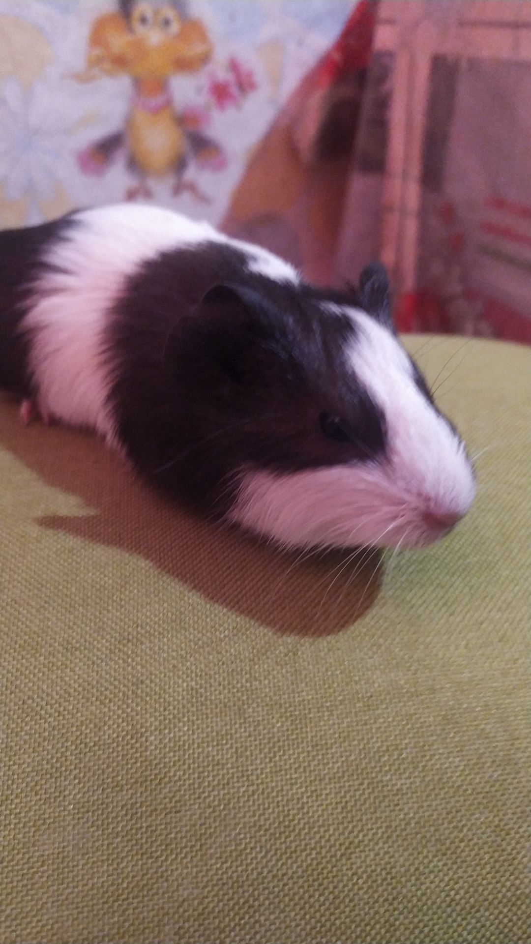 Морські свинки Розетки