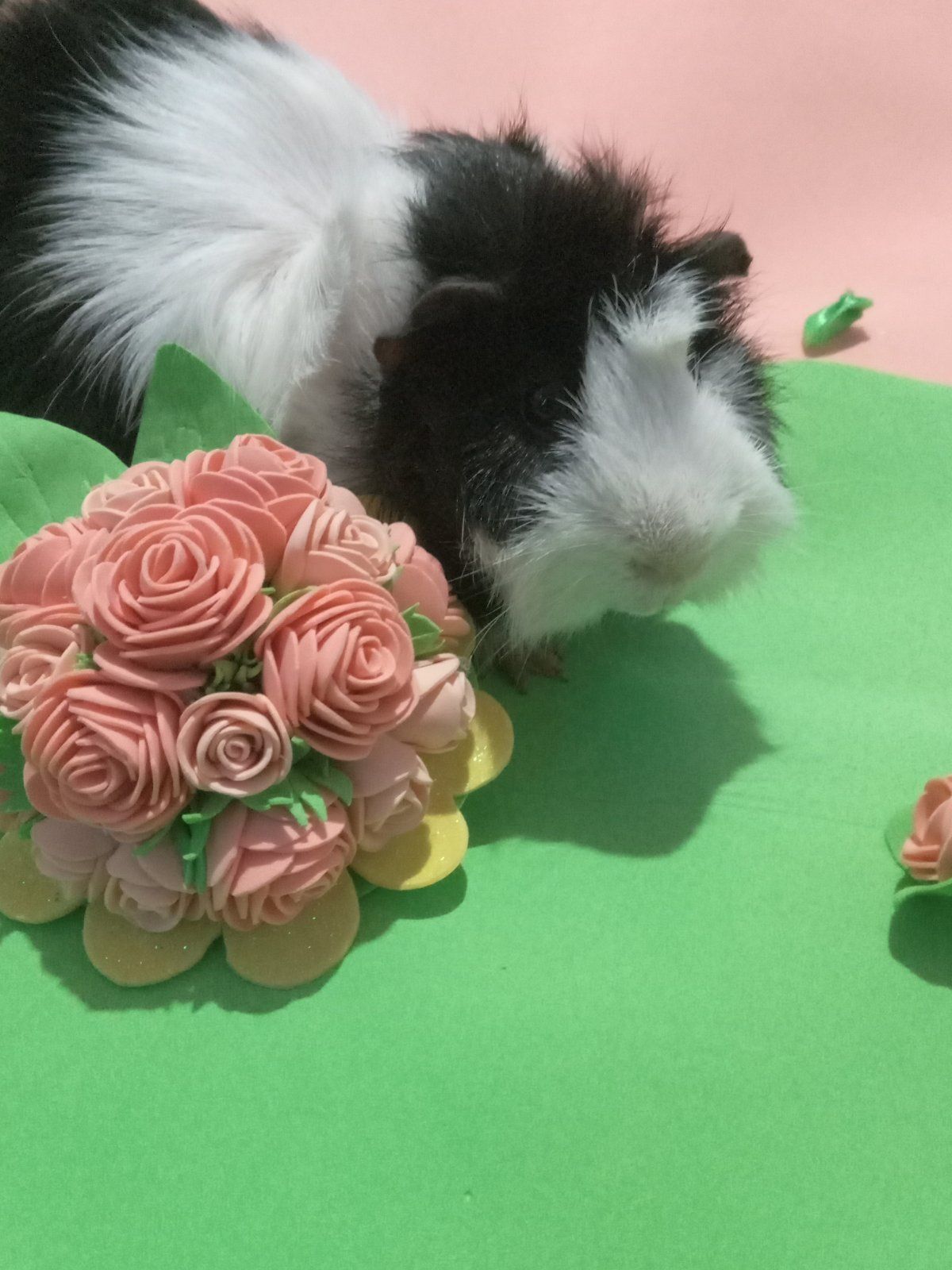 Морські свинки Розетки