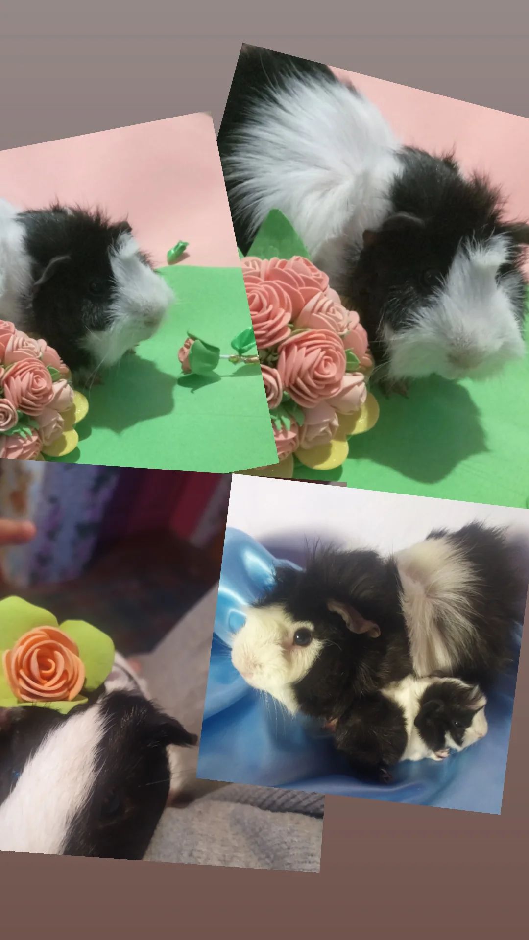 Морські свинки Розетки