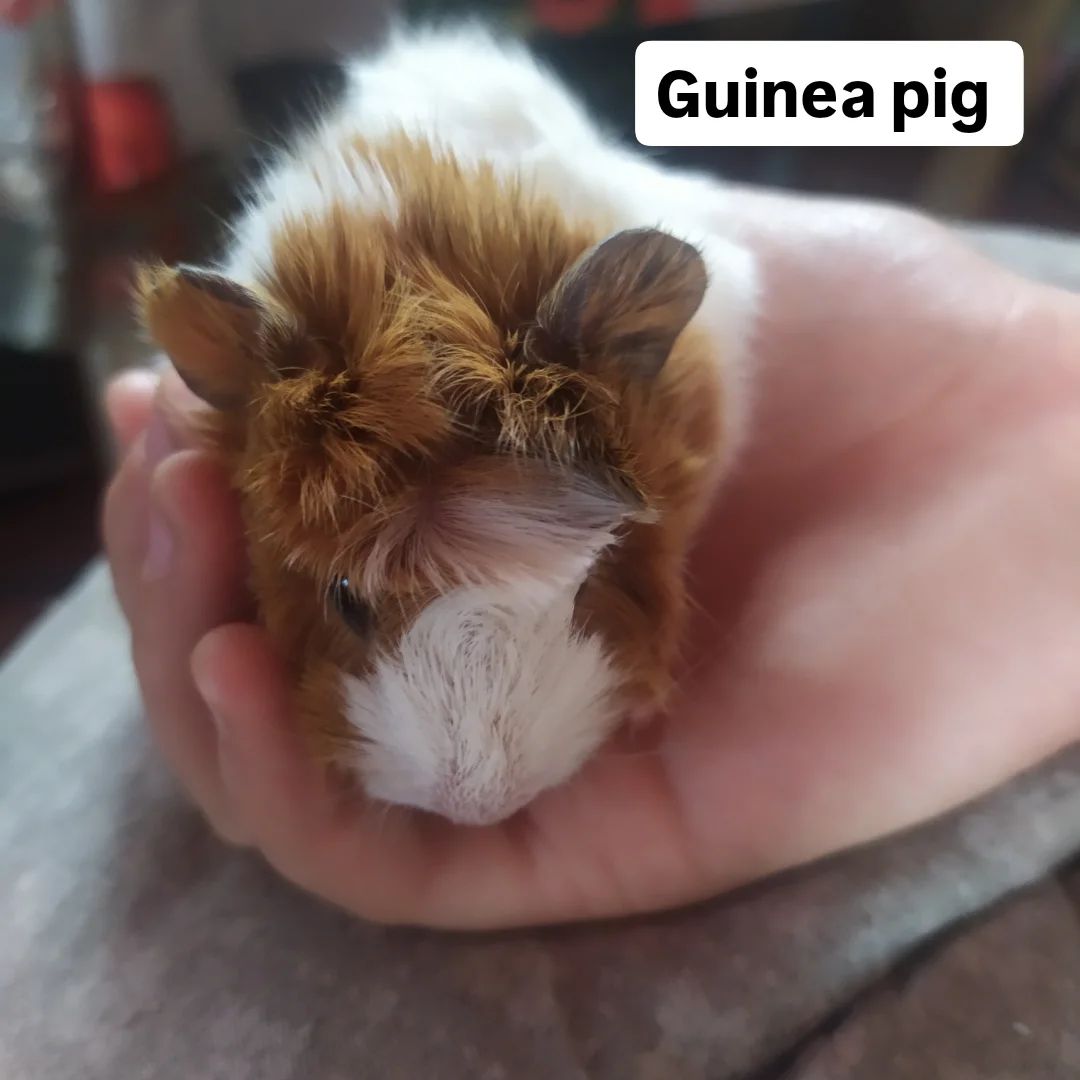 Морські свинки Розетки