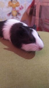 Морські свинки Розетки