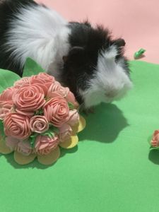 Морські свинки Розетки