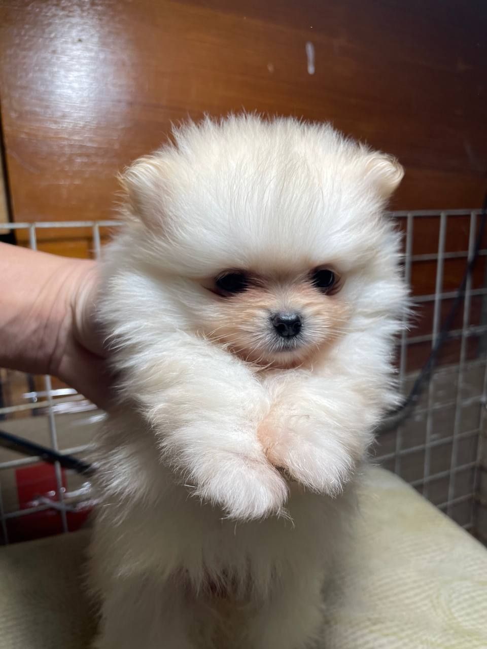 Померанский шпиц
