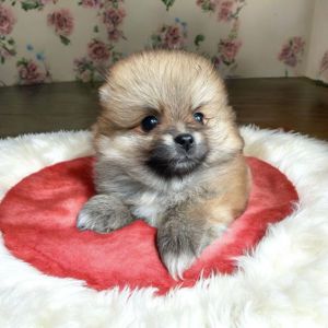 Померанский шпиц