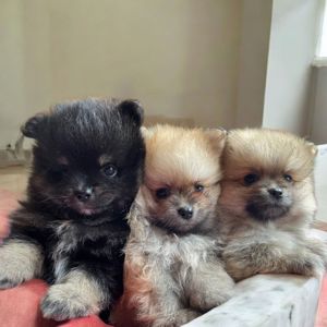 Померанский шпиц