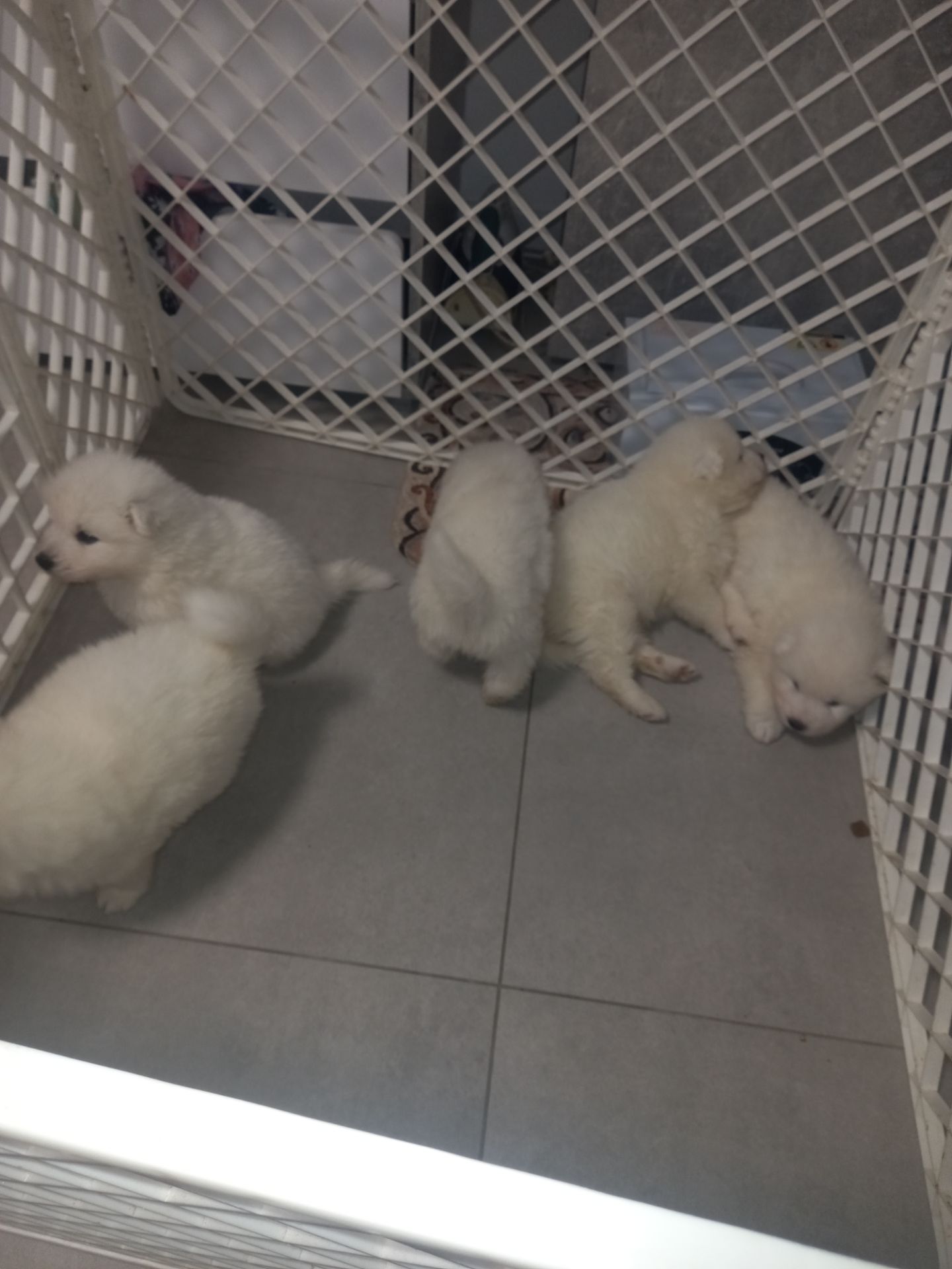 Цуценята самоїдської лайки