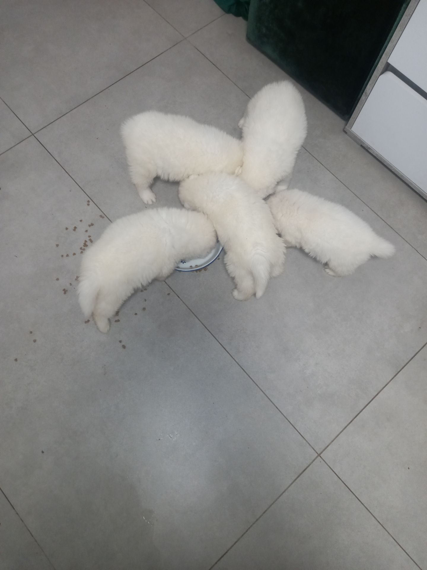 Цуценята самоїдської лайки