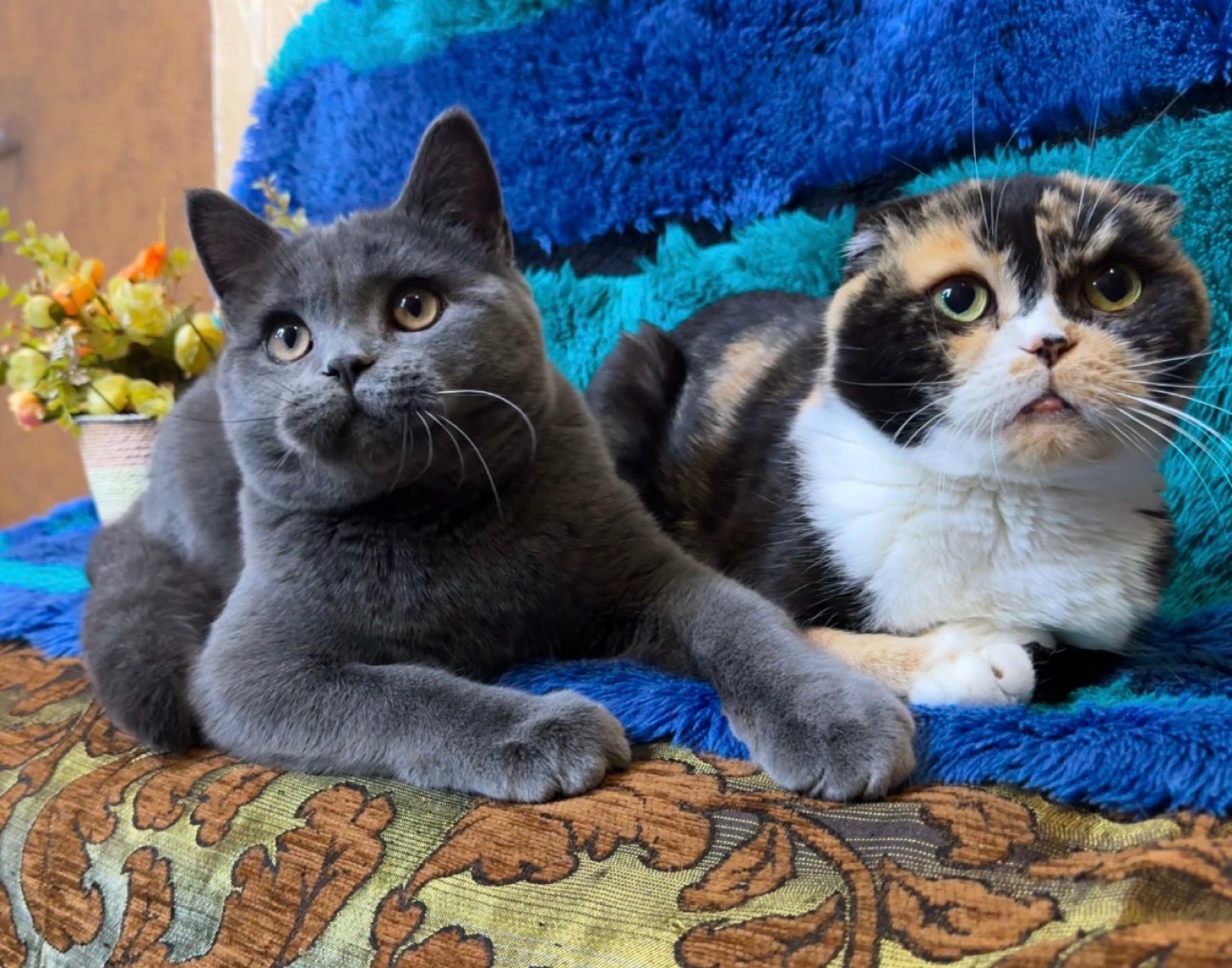 Розкішне Шотландське елітне кошеня