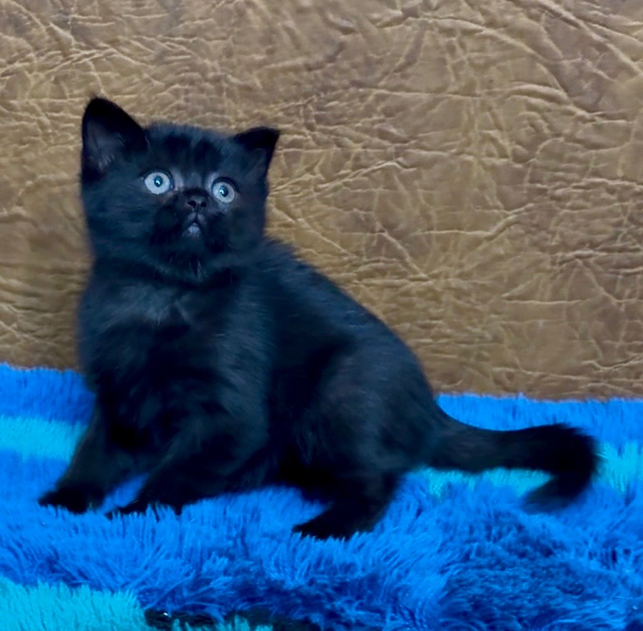 Розкішне Шотландське елітне кошеня