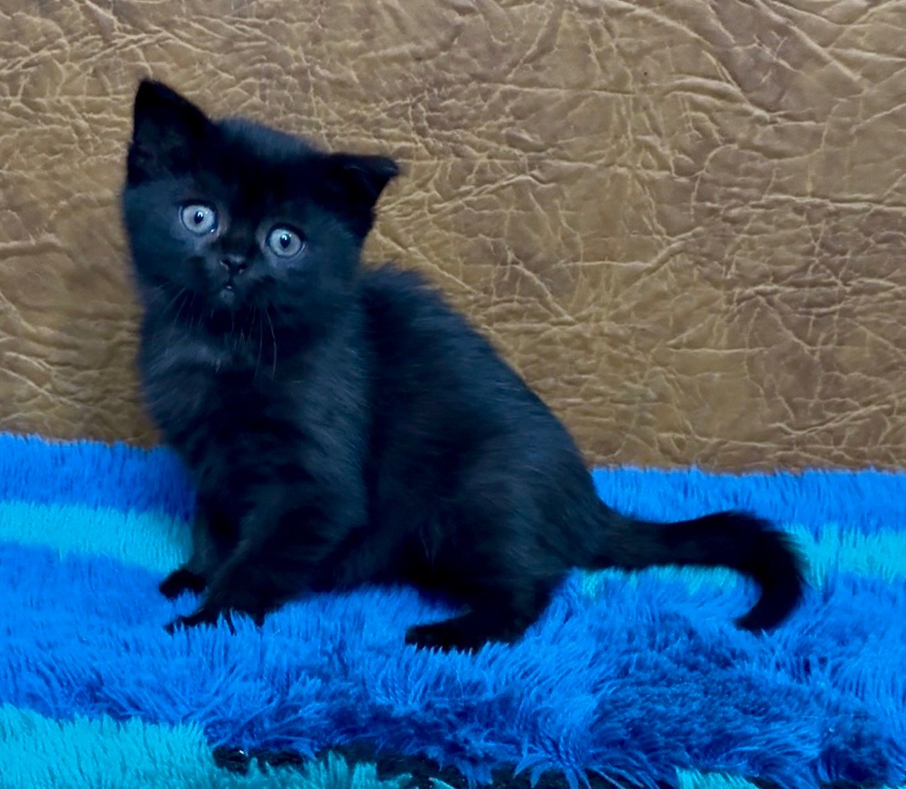 Розкішне Шотландське елітне кошеня