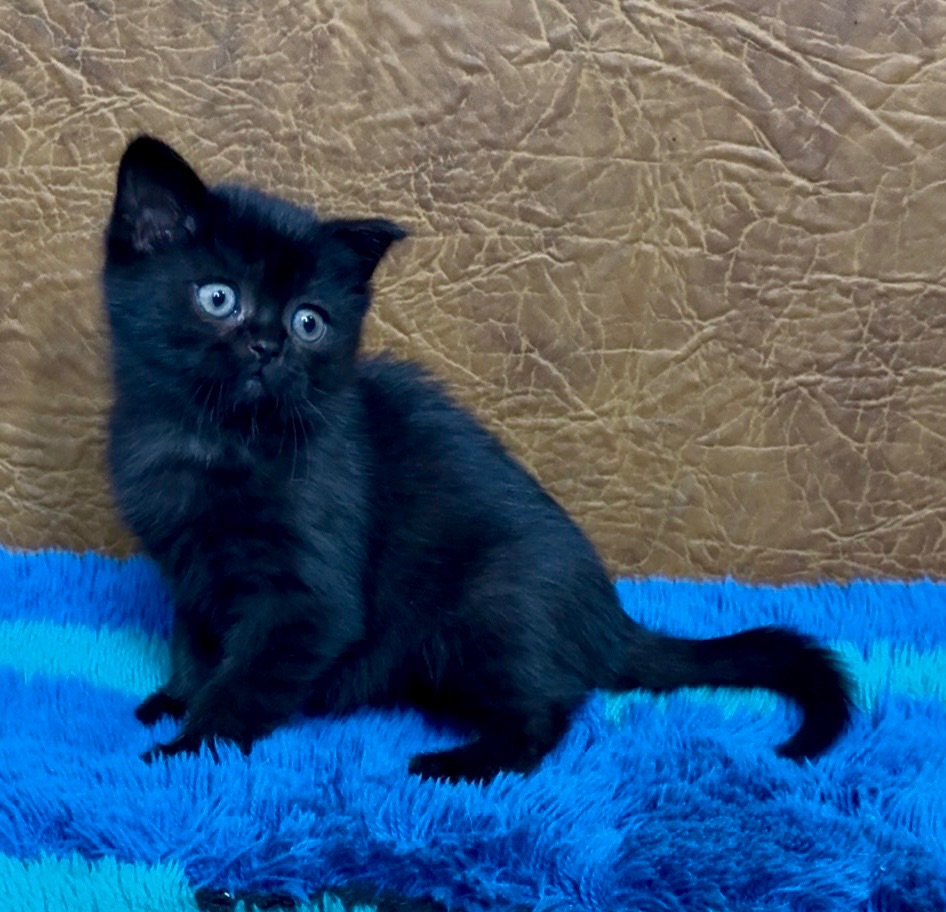 Розкішне Шотландське елітне кошеня