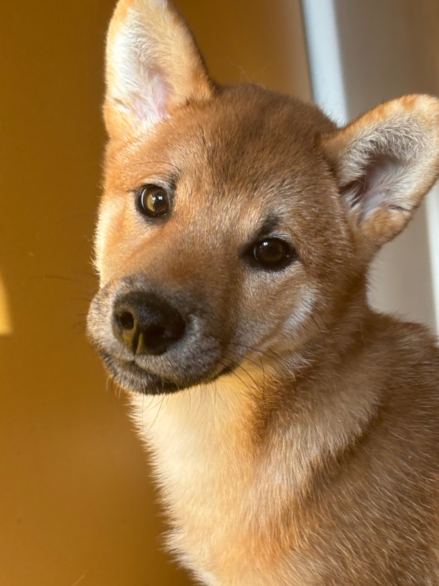 Хлопчик Шиба /КСУ