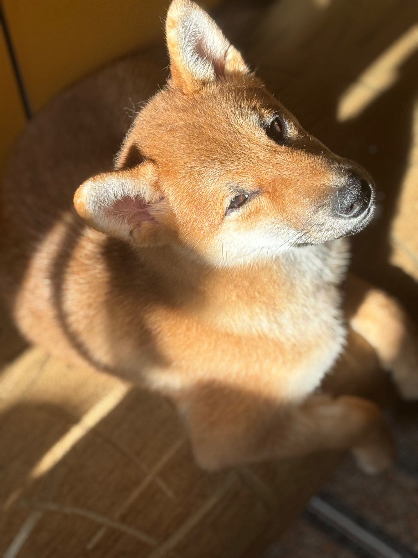 Хлопчик Шиба /КСУ