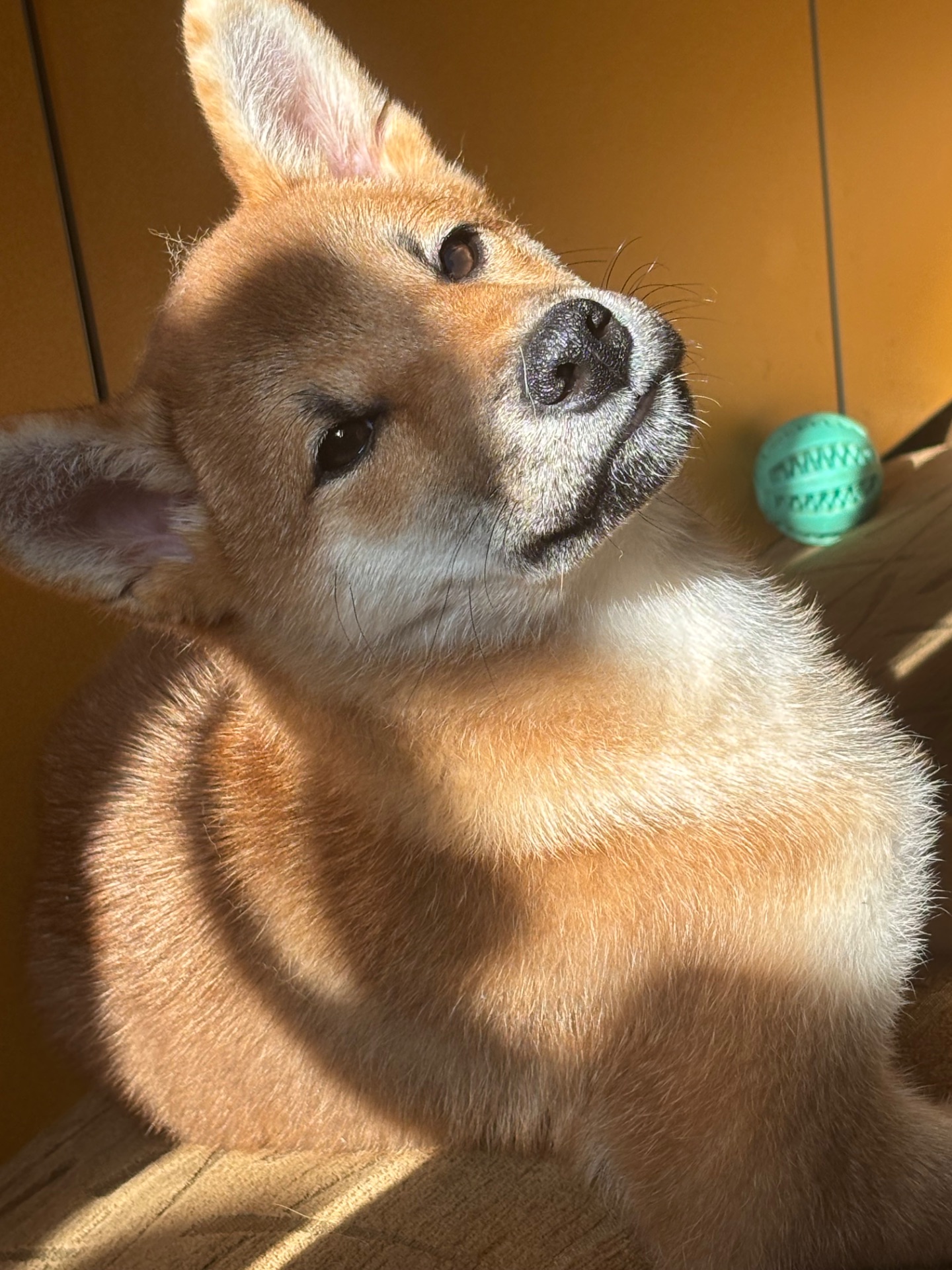 Хлопчик Шиба /КСУ