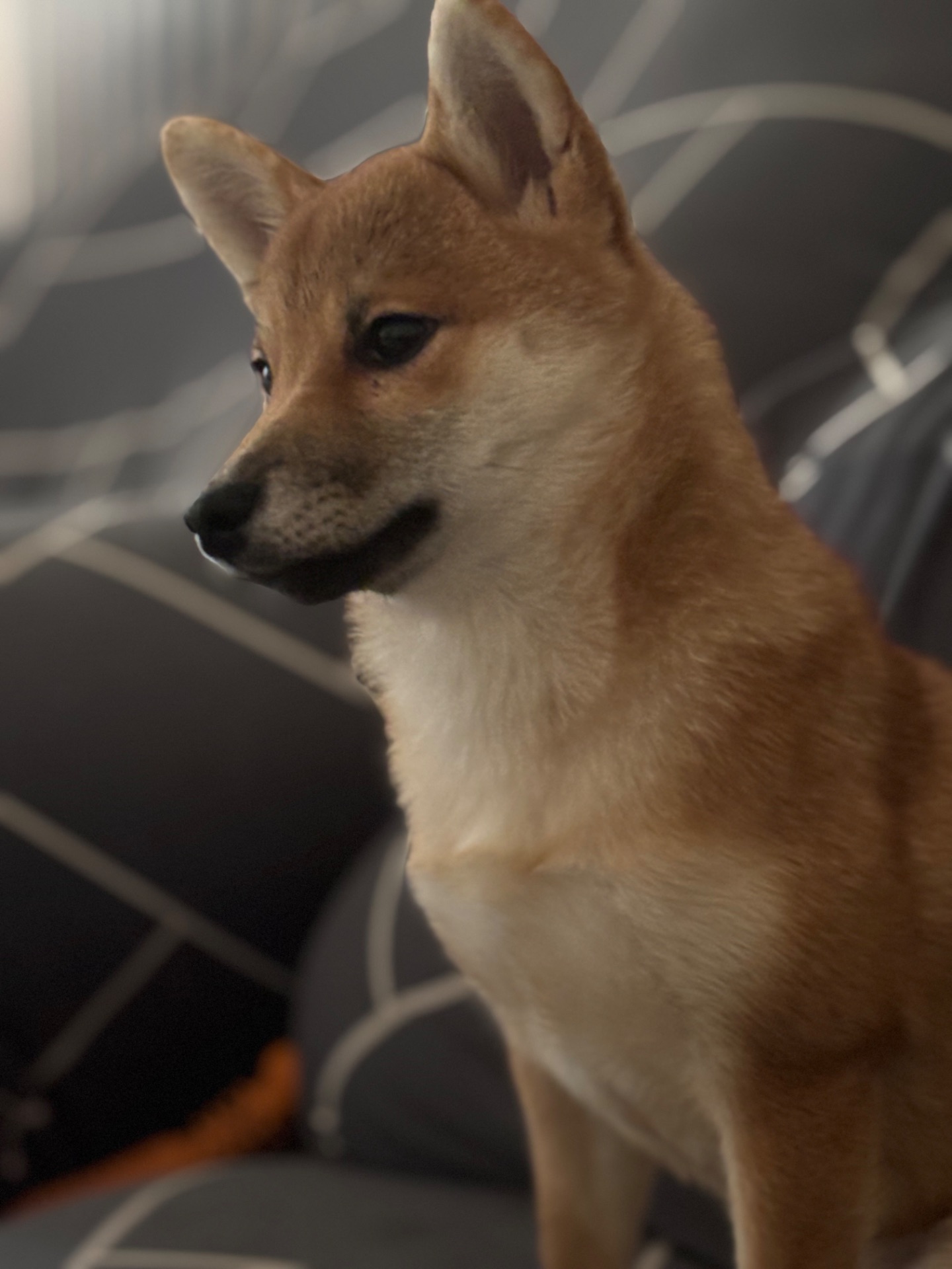 Зразкова шиба