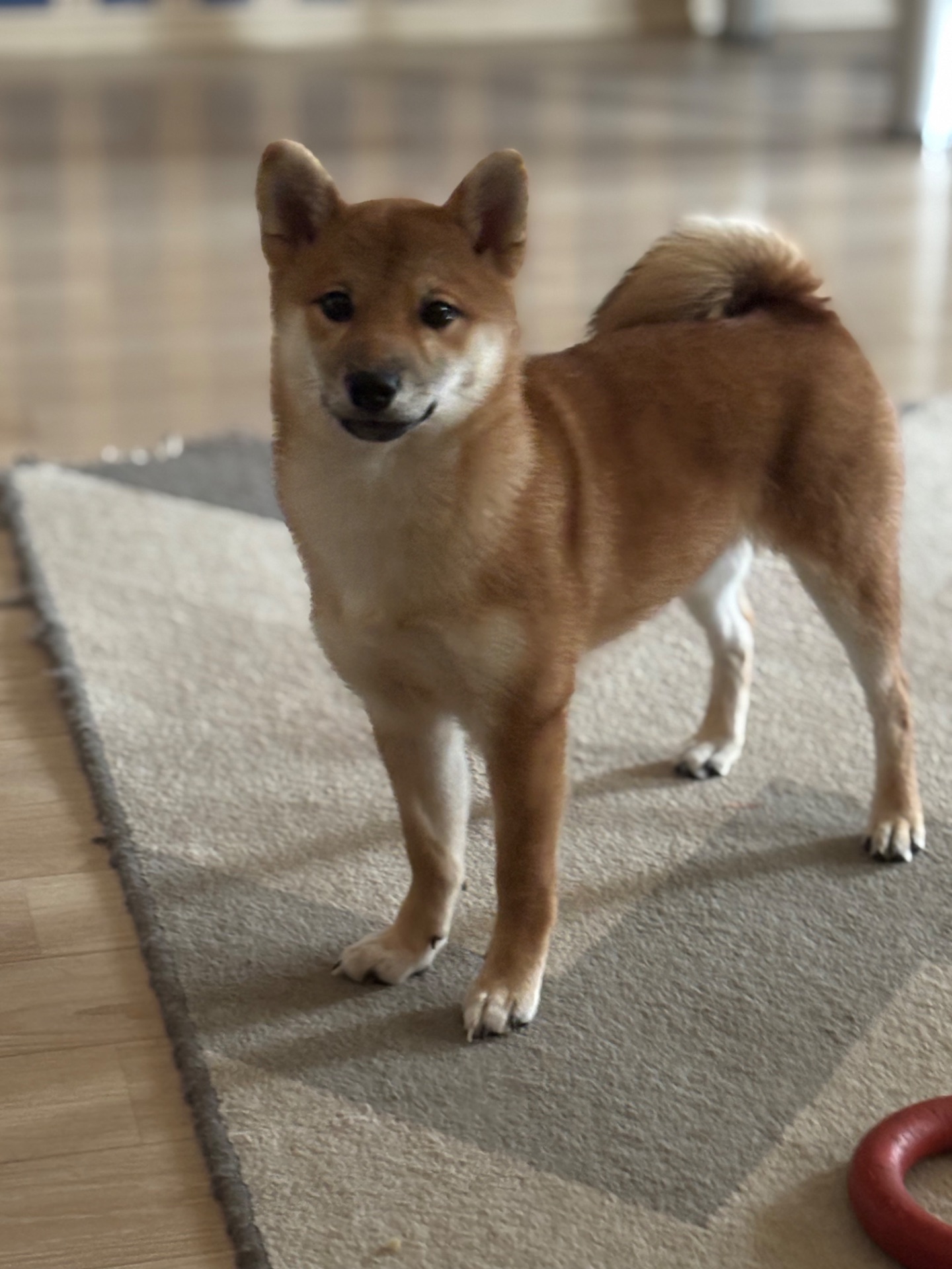 Зразкова шиба