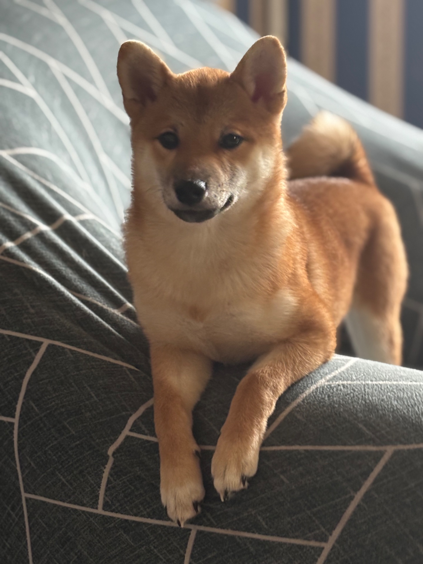 Зразкова шиба