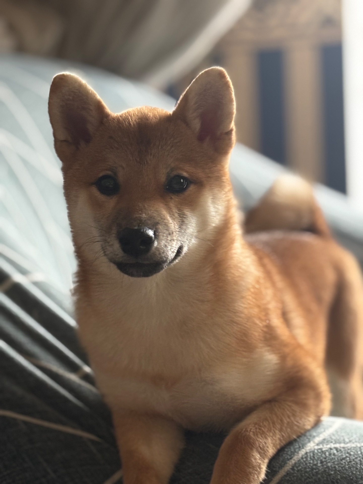 Зразкова шиба