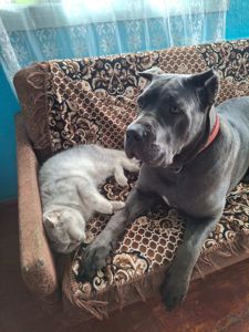 Щенки кане корсо