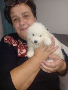 Цуценята самоїдської лайки